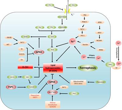 Iron Metabolism and Ferroptosis in Epilepsy